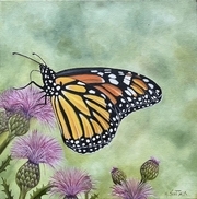 Monarch on thistle