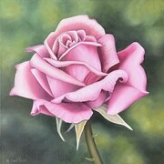 Sweet unique rose pink