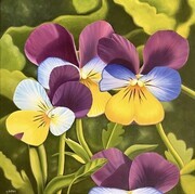 Viola Tricolor flowers